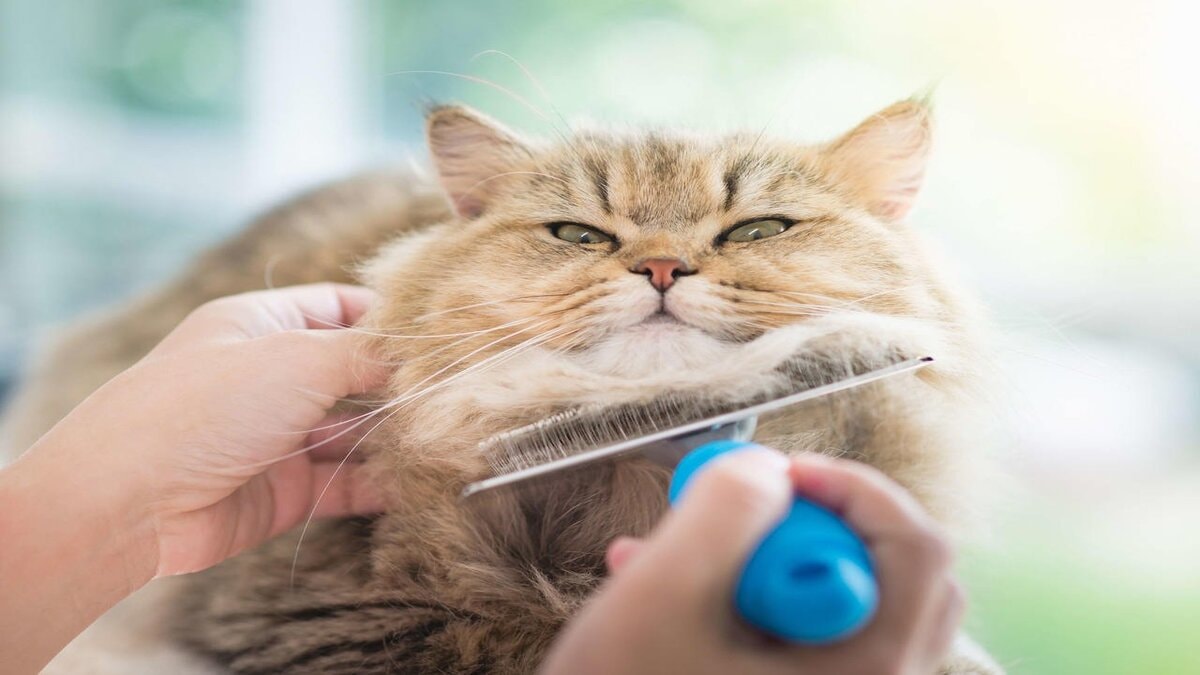 Koltuktan halıya kedi tüylerine elveda