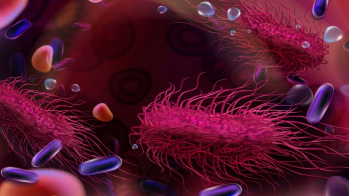 Salmonella'dan korunmanın 5 yolu