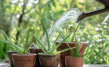 Aloe Vera nasıl bakılır? Faydaları nelerdir?