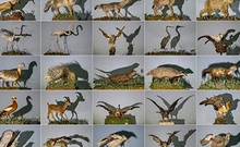 Van’da yaban hayvanları tahnit sanatıyla müzede tanıtılacak