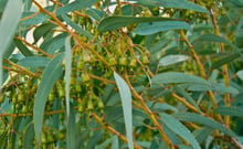 Bedeni güçlendiren şifalı bitki ile tanışın: Okaliptus