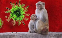 Dikkat edin yeni salgın kapıda! Maymun virüsü hakkında işte bilmeniz gerekenler..