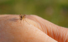 Sivrisineklerden korunmanın doğal yolları