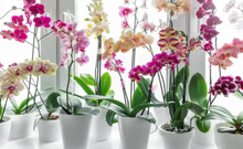 Orkideleriniz hemen soluyorsa bu yöntemleri deneyin! Aylarca çiçek açıyor…