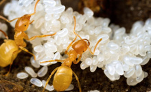 Doğal epilasyon bulunmuş! Karınca yumurtası yağı ne işe yarıyor?