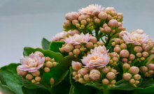 Canlı ve renkli: Kalanchoe bitkisi bakımı