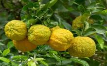 Cilt ve zihin için mucize: Bergamot