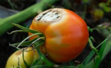 Çürüyen domates nasıl değerlendirilir?