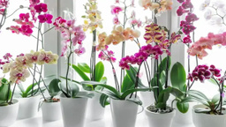 Orkideleriniz hemen soluyorsa bu yöntemleri deneyin! Aylarca çiçek açıyor…