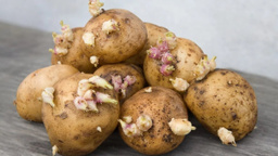 Patateslerinizin filizlenmesini engelleyen yöntemler! Artık patateslerinizi uzun süre taze tutabilirsiniz.