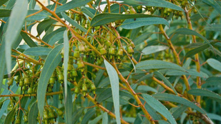 Bedeni güçlendiren şifalı bitki ile tanışın: Okaliptus
