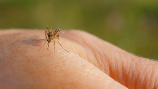 Sivrisineklerden korunmanın doğal yolları