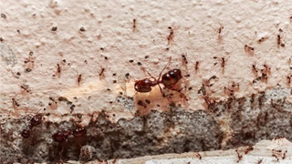 Karıncalardan nasıl kurtulunur?