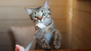Kedileriniz için ölümcül tehlikesi var! Minik dostunuzun sağlığına zararlı besinler nelerdir?