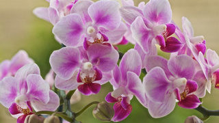 Sağlıklı orkide yetiştirmenin yolları