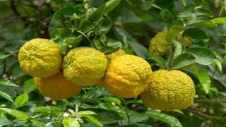 Cilt ve zihin için mucize: Bergamot