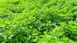 Sağlık deposu sirken otu: Sofranızdan eksik etmeyeceksiniz