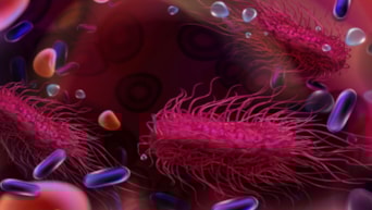 Salmonella'dan korunmanın 5 yolu